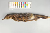 藏品(虎鶇)的圖片